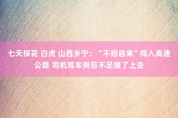 七天探花 白虎 山西乡宁：“不招自来”闯入高速公路 司机驾车侧目不足撞了上去