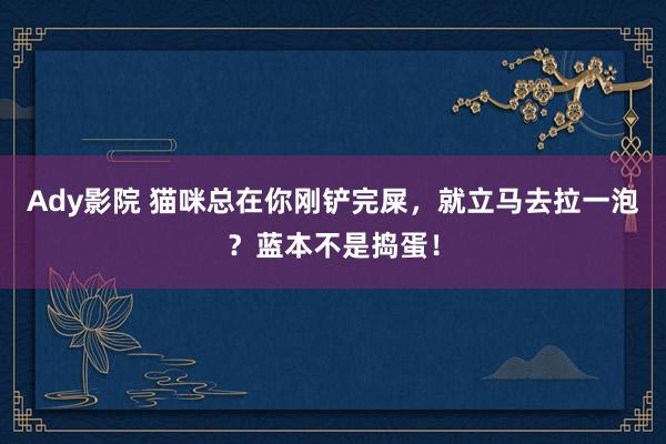 Ady影院 猫咪总在你刚铲完屎，就立马去拉一泡？蓝本不是捣蛋！