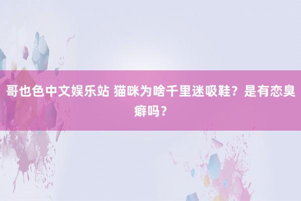 哥也色中文娱乐站 猫咪为啥千里迷吸鞋？是有恋臭癖吗？