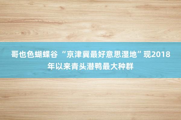 哥也色蝴蝶谷 “京津冀最好意思湿地”现2018年以来青头潜鸭最大种群