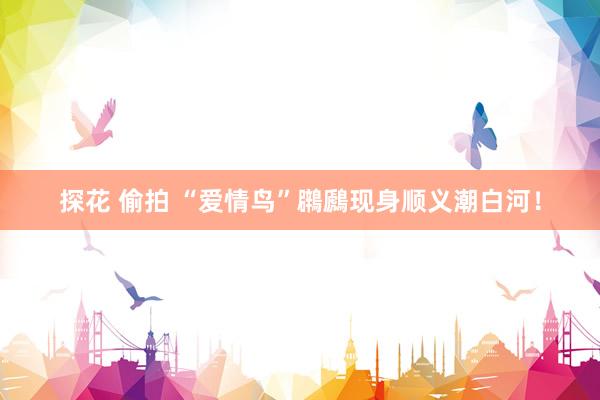 探花 偷拍 “爱情鸟”鸊鷉现身顺义潮白河！